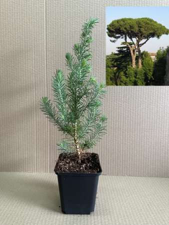 Copaci forestieri - Pinus Pinea Coconar , Pin Umbrela