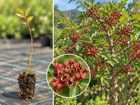 Toate Produsele - Piper de Sichuan (Zanthoxylum simulans) 10-20 cm la Tăviță