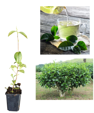 Toate produsele - Planta de ceai (Camellia sinensis) 20-30 cm