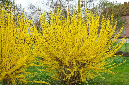 Ploaia de aur Forsitia (Forsythia int. Lynwood) [1]