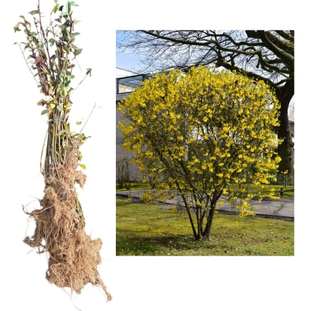 Gard viu - Ploaia de aur - Forsythia intermedia 50-80cm , radacina libera