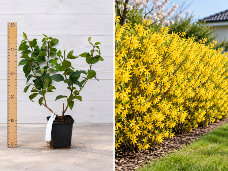 Gard viu - Ploaia de Aur Galbenă Forsythia la Ghiveci 20-40 cm