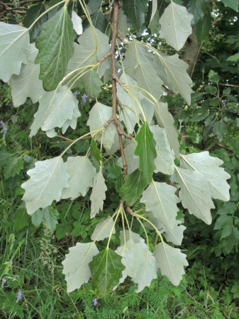 Toate produsele - Plop cenusiu (Populus canescens) 50-80cm,radacina libera