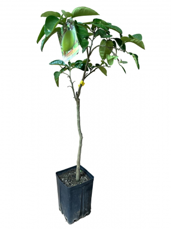 Citrice - Pomelo galben in ghiveci 60-80 cm