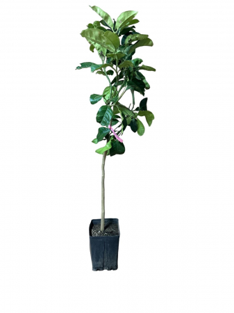 Citrice - Pomelo Rosa , pomelo rosu 60-80 cm