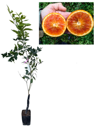 Citrice - Portocal dulce rosu Tarocco  80-120 cm