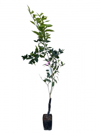 Toate produsele - Portocal dulce rosu Tarocco  80-120 cm