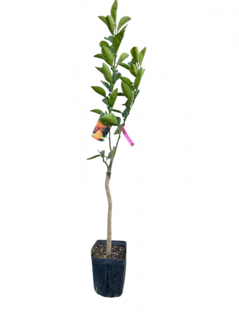 Citrice - Portocal dulce tarziu de Valencia 80-120 cm