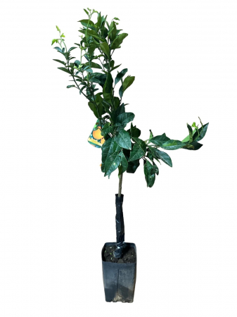 Citrice - Portocal Fukumoto Orange 80-100cm