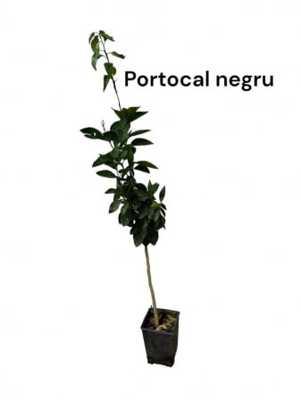 Portocal negru , portocal rosu 100-120 (Citrus sinensis) [0]