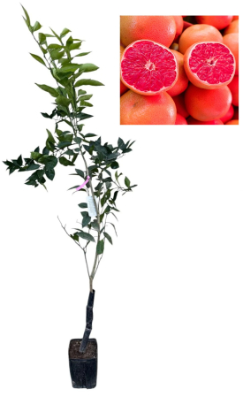 Citrice - Portocal Navel Cara Cara fara samburi si foarte dulce , 80-120 cm