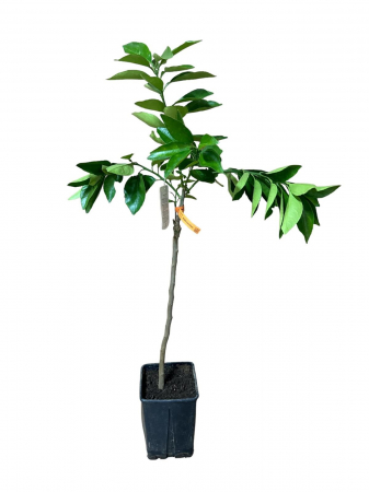 Citrice - Portocal rosu , portocală roșie , blood orange 70-100cm