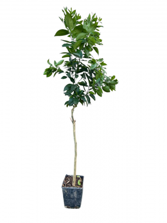 Citrice - Portocal rosu sangeriu Moro Blood Orange 80-120 cm