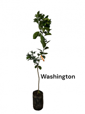 Portocal Washington 100-120 (Citrus Sinensis) [0]