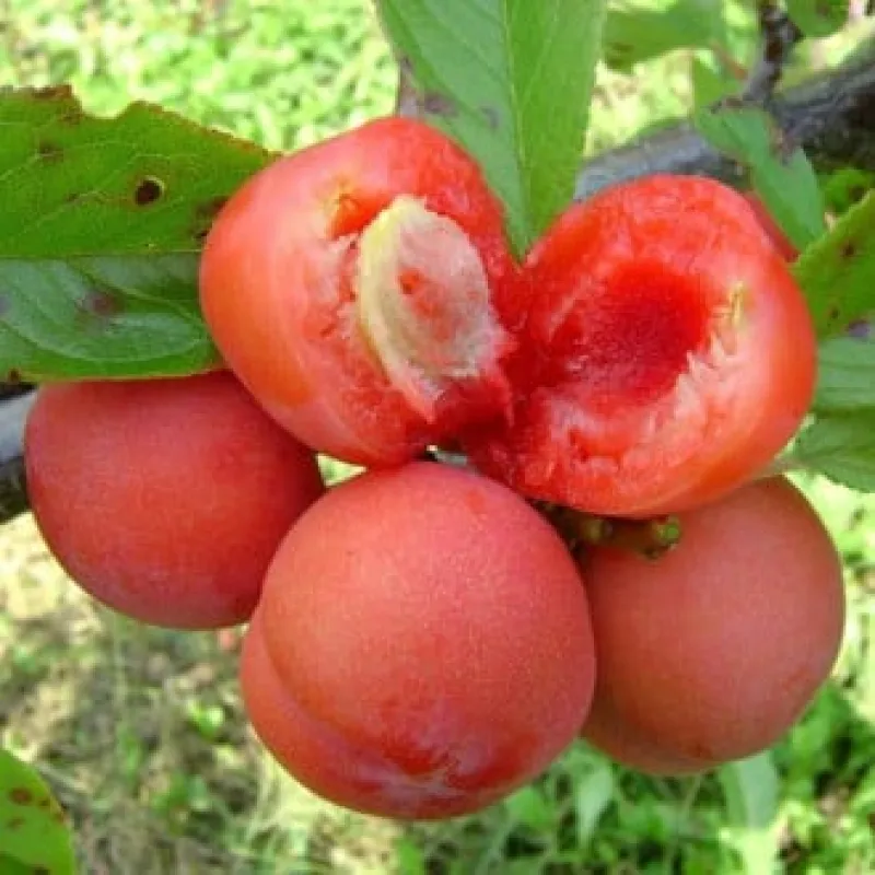 Prun rosu Jamaica 120-150 cm , radacina libera [0]