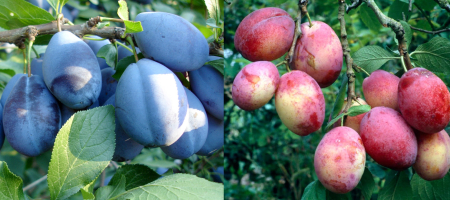 Pomi DUO cu 2 tipuri in acelasi pom - Prun Duo Victoria cu Stanley - rosu tarziu si timpuriu albastru