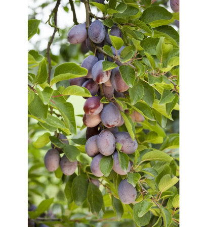 Pruna - Prun Hauszwetsche 120-150 cm , radacina libera