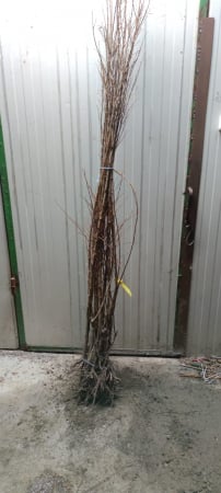 Prun japonez galben TC Sun 120-150 cm , radacina libera [1]