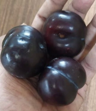 Prun japonez  negru Friar 120-150 cm , radacina libera [0]