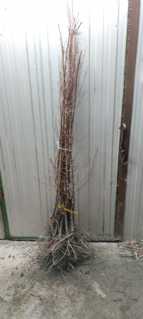 Prun japonez violet Piky Loka 120-150 cm , radacina libera [1]