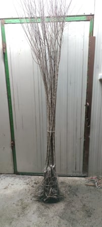 Prun Renglot / Renclod verde , 140 - 160 cm , radacina libera [1]