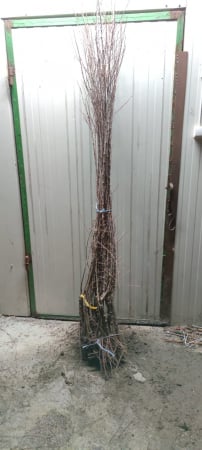 Prun rosu Jamaica 120-150 cm , radacina libera [1]
