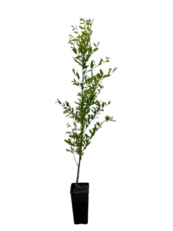 Copaci fructiferi - Rodiu Acco (Punica granatum) , 120 - 140 cm + protectie iarna cadou