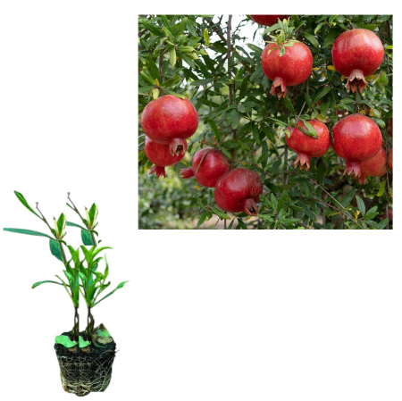 Arbusti fructiferi - Rodiu Favorit rezistent la ger 20 - 30 cm