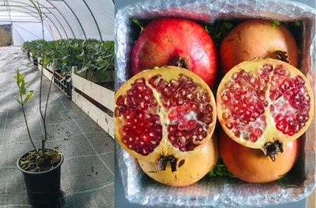 Copaci fructiferi - Rodiu Mollar de Elche - Rodie Punica granatum 20-40 cm