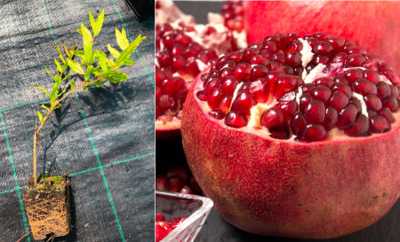 Copaci fructiferi - Rodiu Red Horse - Rodie Punica granatum 20-40 cm