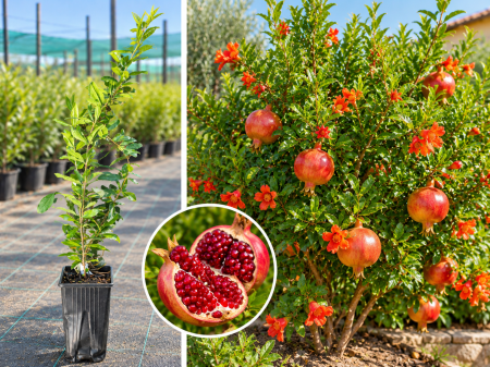 Pomi Fructiferi & Arbuști Exotici (De Grădină) - Rodiu Rezistent la Ger Favorit 40-60 cm Ghiveci | Rodie Grădină