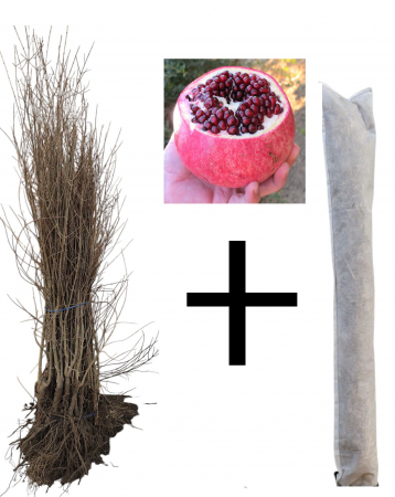 Copaci exotici (aclimatizati) - Rodiu Wonderful 120-150 cm + protectie iarna cadou, radacina libera