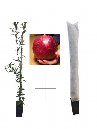 Arbusti fructiferi - Rodiu Wonderful (Punica granatum) , 120 - 140 cm + protectie iarna cadou
