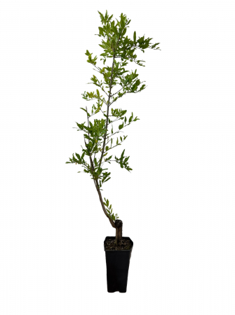 Toate produsele - Rodiu Wonderful (Punica granatum) , 100 - 120 cm