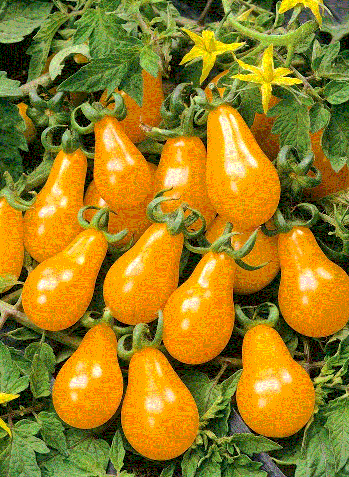 Legume - Rosii Cherry galbene Perun  / Tomate Cherry galbene Perun , 0.5g seminte