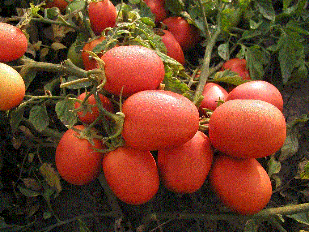 Legume - Rosii de camp Sejk / Tomate de camp Sejk , 0.5g seminte