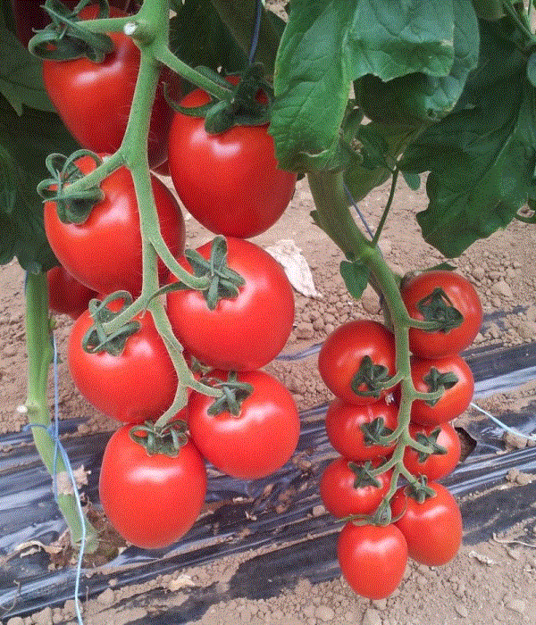 Legume - Rosii de sera Daphne F1 / Tomate de sera Daphne F1 , 0.2g seminte