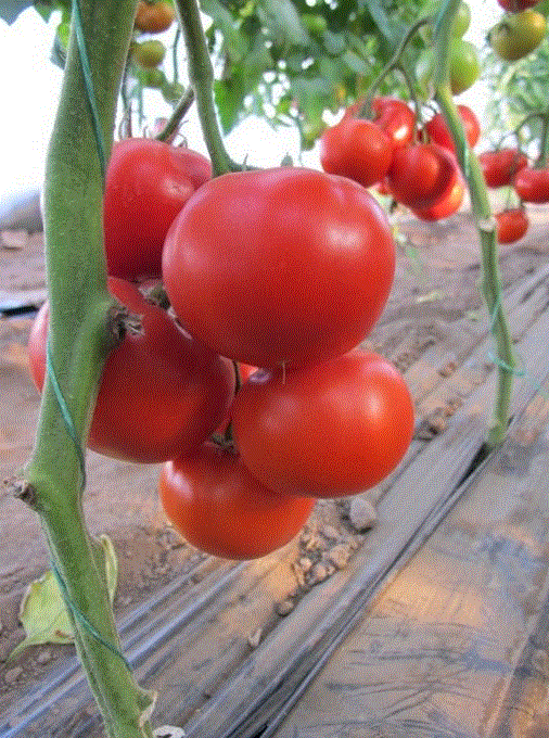 Legume - Rosii de sera Pedro F1 / Tomate de sera Pedro F1 , 0.2g seminte