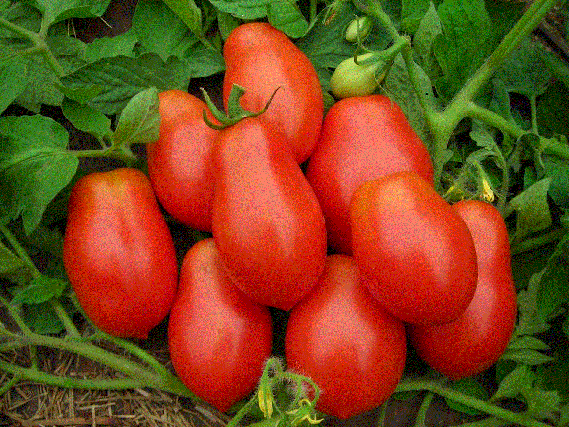 Toate produsele - Rosii Denar / Tomate Denar , 0.5g seminte
