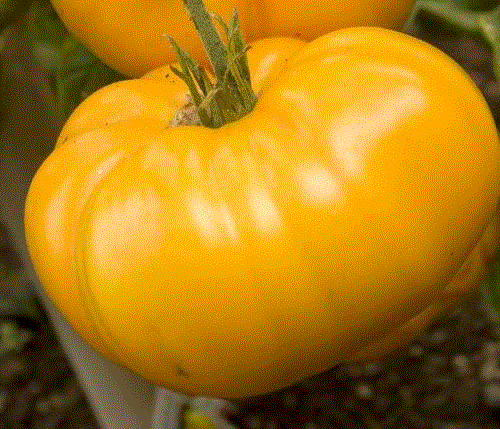 Legume - Rosii galbene Yellowstone / Tomate galbene Yellowstone , 0.3g seminte