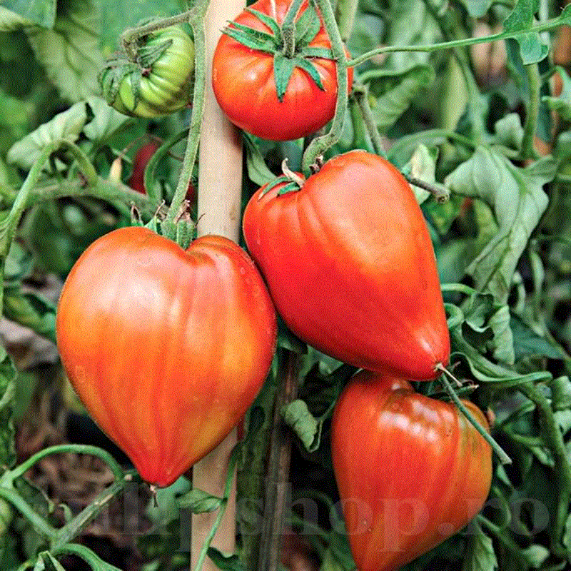 Seminte - Rosii Oxheart Inima de bou / Tomate Oxheart Inima de bou , 0.5g seminte