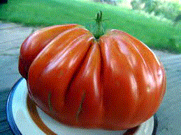 Legume - Rosii Pera D' Abruzzo / Tomate Pera D' Abruzzo , 0.5g seminte