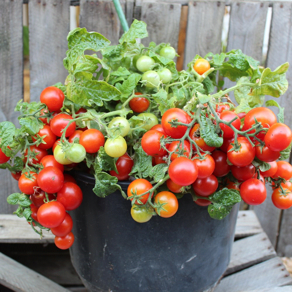 Legume - Rosii Vilma de balcon / Tomate Vilma de balcon , 0.3g seminte