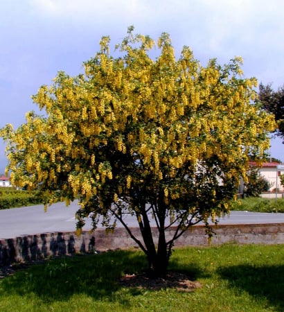 Gard viu - Salcam galben - Laburnum Anagyroides 60-80 cm, radacina libera