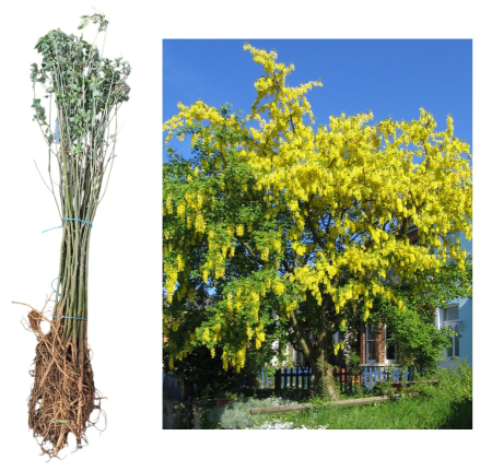 Salcam galben - Laburnum Anagyroides 60-80 cm, radacina libera [1]