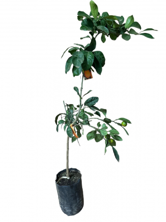 Copaci fructiferi - Satsuma mandarin rezistent la ger 80-120cm