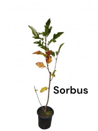 Toate produsele - Scorus de munte (Sorbus aucuparia burka ) 30-50 cm