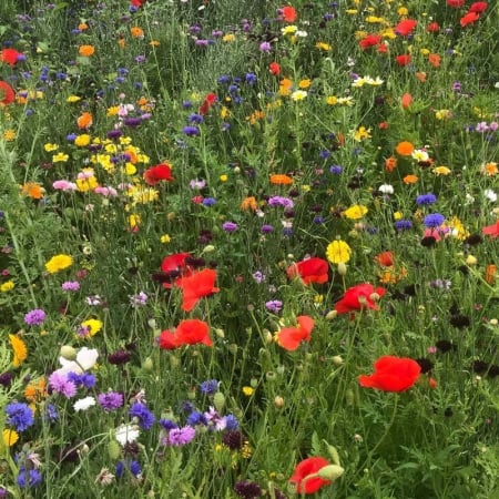 Seminte - Seminte de flori cu viata lunga 10 grame , flori nemuritoare