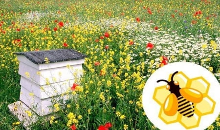 Seminte - Seminte pentru albine 10 grame , Universul Albinelor