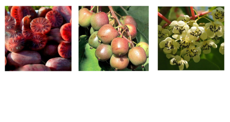 Mini Kiwi - Set Mini kiwi  2 femele (Ken's Red si Geneva ) si 1 mascul 5-10 cm